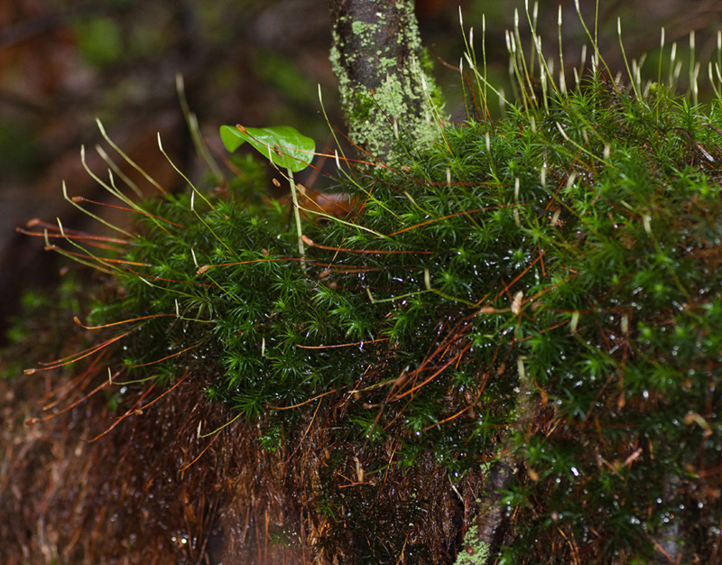 Polytrichum pallidisetum